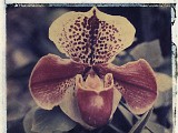 orchid6