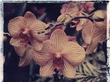 orchid9