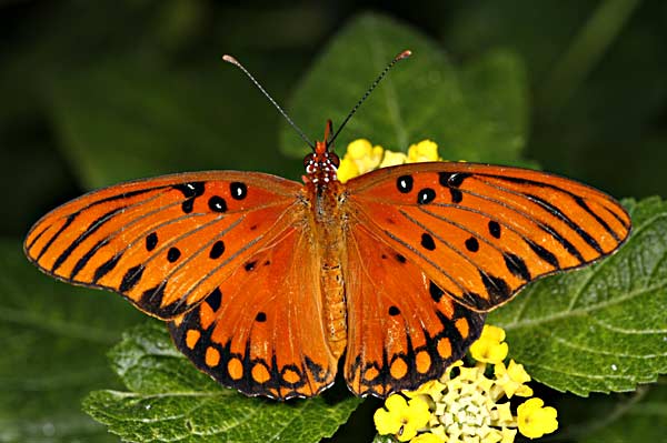 Queen Butterfly