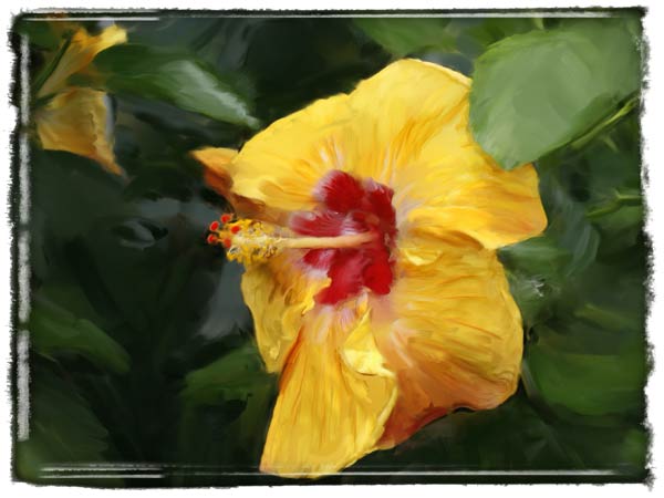 Yellow Hibiscus