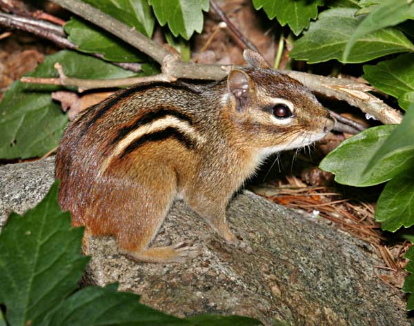 Chipmunk