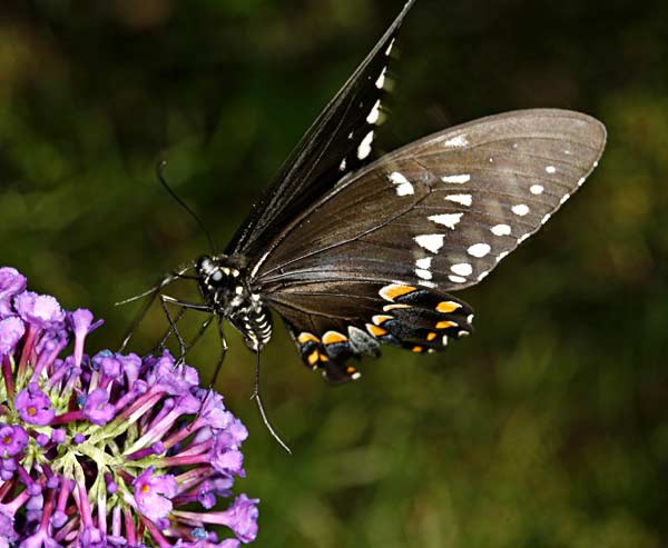 Black Swallowtail