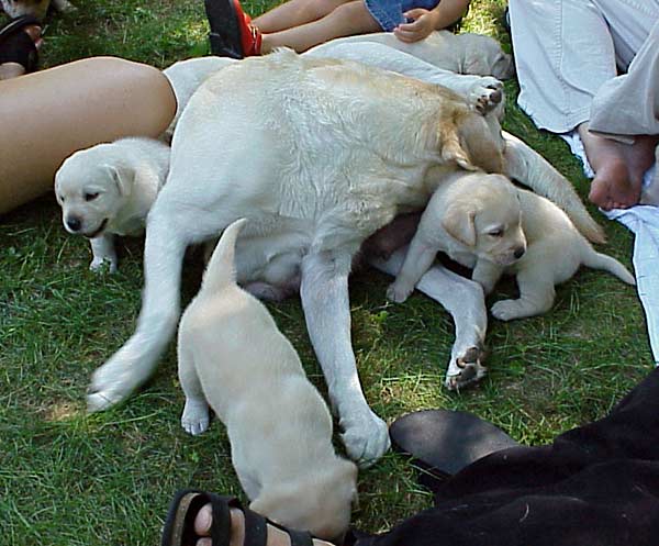 Puppies