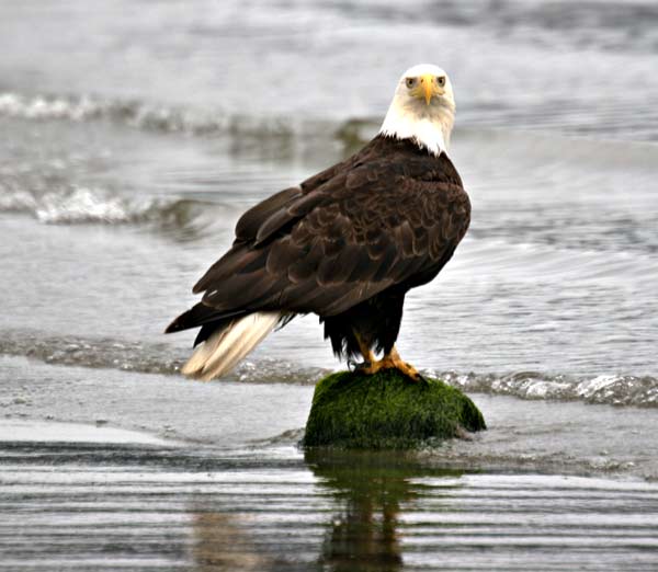 Bald Eagle