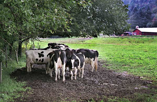 Cows
