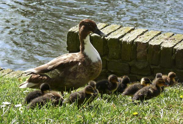 Mother and ducklings