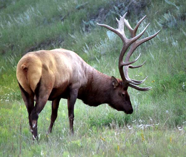 Elk