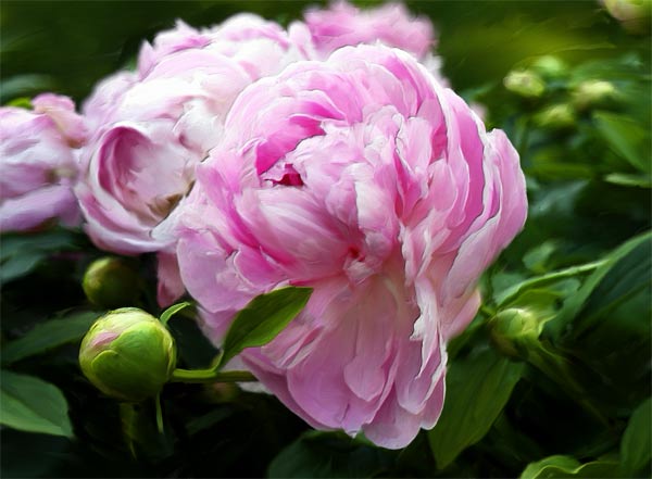 Painted Peonies