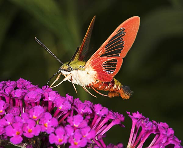 Hummingbird Moth