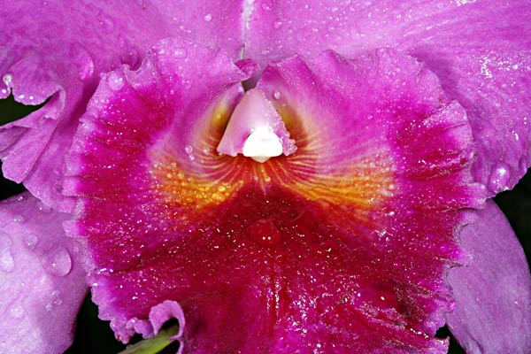 Orchid