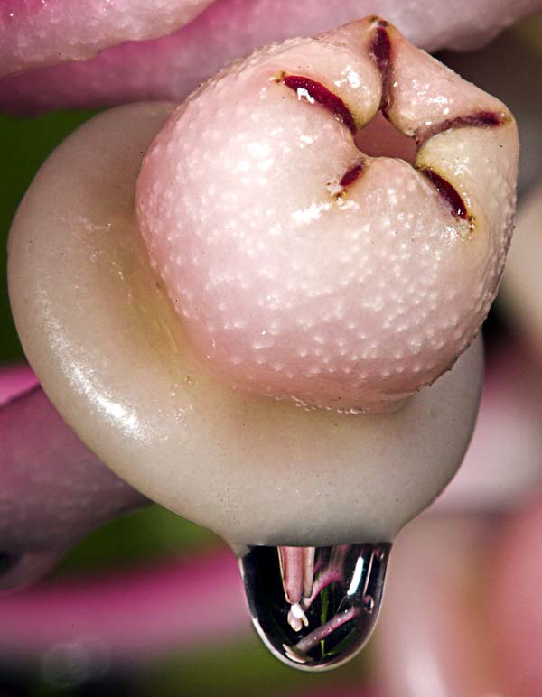 Drip Drop