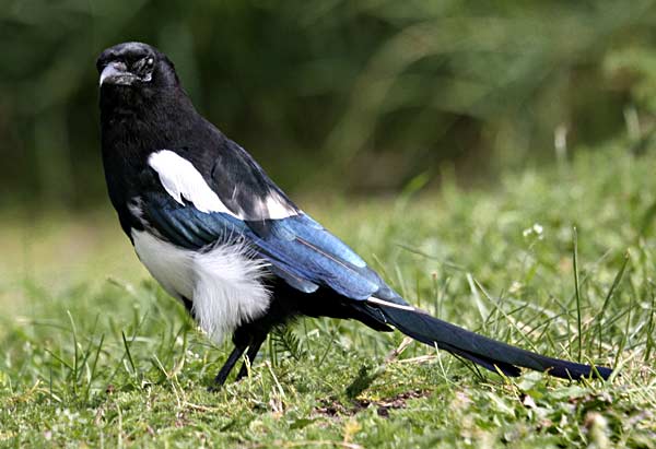 Magpie