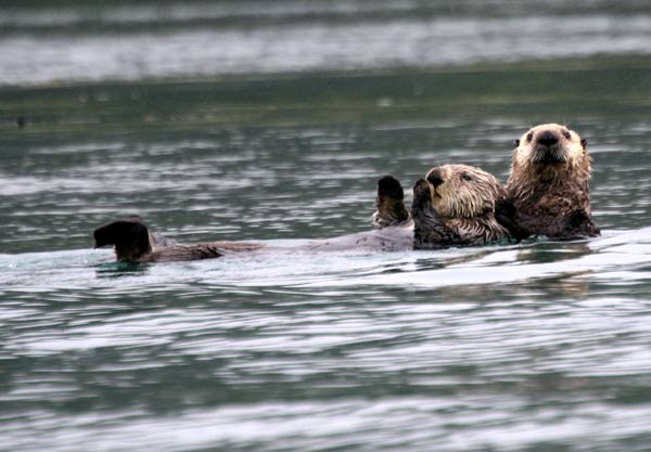Sea Otters