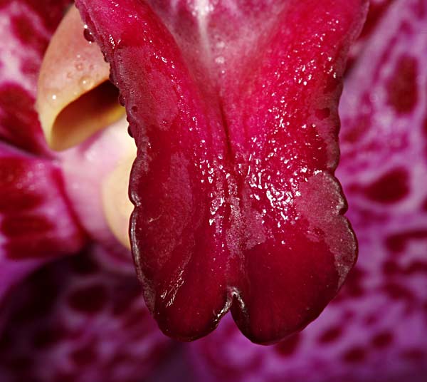 Orchid