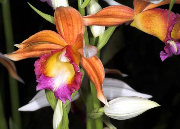 Orchid