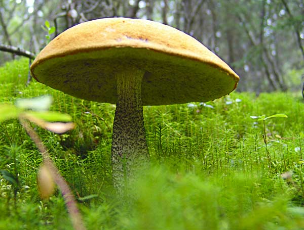 Forest Floor