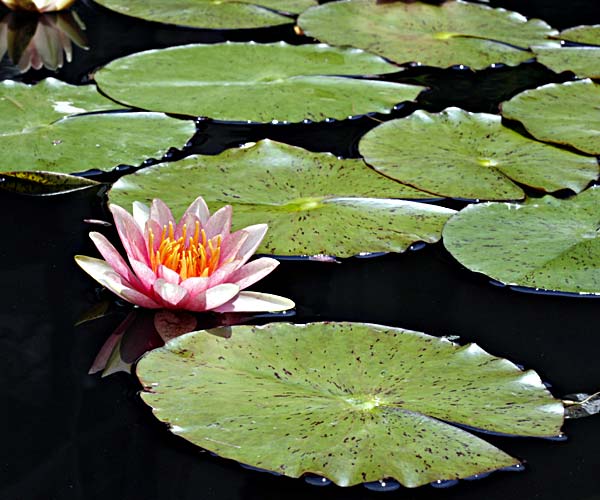Lily Pads