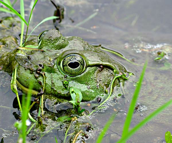 Frog