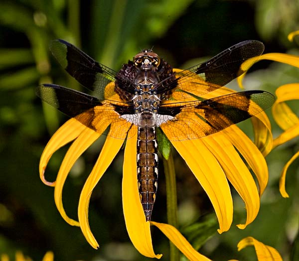 Dragonfly