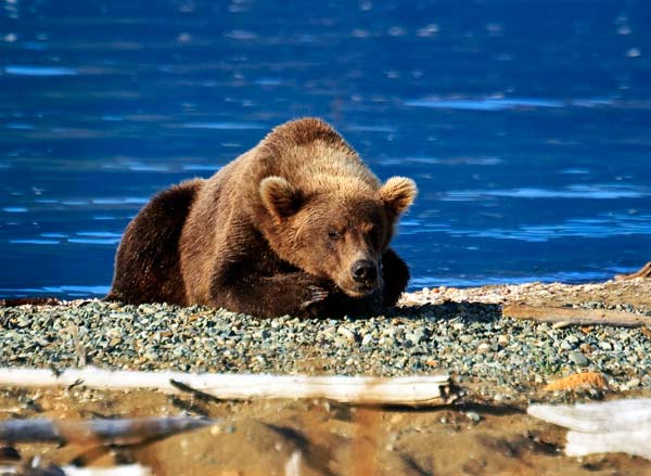 Grizzly Bear at Rest