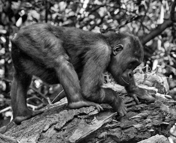 Gorilla Infant