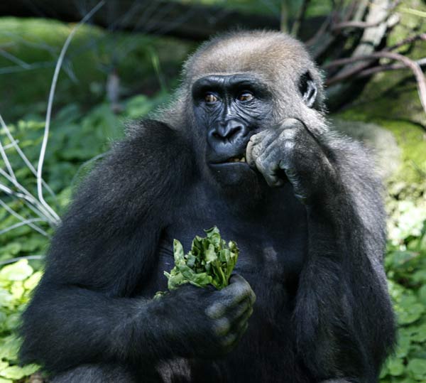 Gorilla