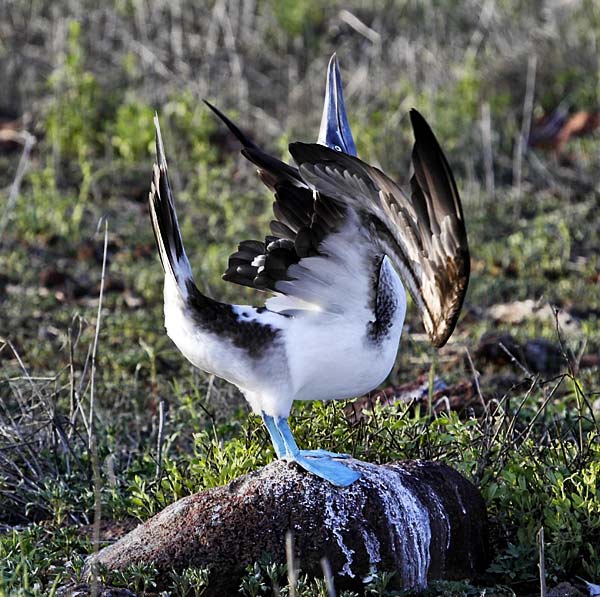 Blue-Footed Boobie
