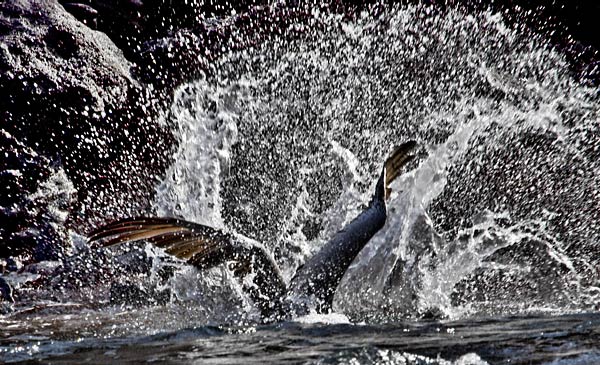 Splash
