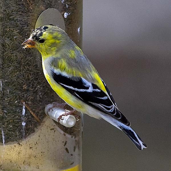 American Goldfinch