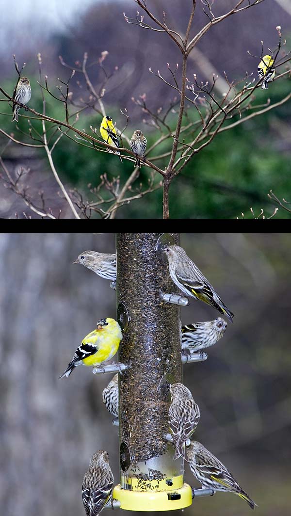 American Goldfinch