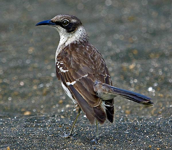 Galapagos Mockingbird