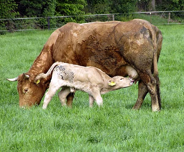 Nursing Cow
