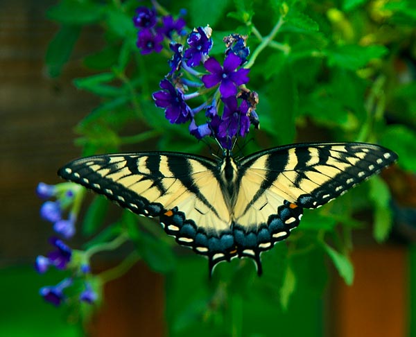 Yellow Swallowtail