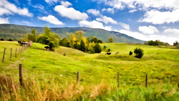 Meadow #1