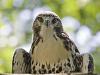 Hawk