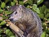 Groundhog in a Tree