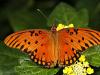 Queen Butterfly