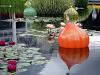 Gardens and Glass