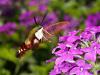 Hummingbird Moth