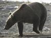 Alaskan Brown Bear