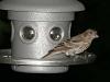 Sparrow at Feeder