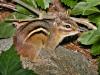 Chipmunk