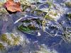 Frog in the Pond