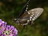 Black Swallowtail