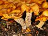 Three Mushrooms