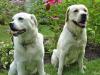 Happy Dogs