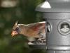Cardinal with Seed