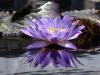 Water Lily