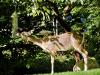 Deer at Bird Feeder
