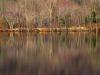 Winter Reflection